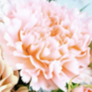 Meet your Posher, Aviva